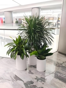 宁波北仑绿植出租设计